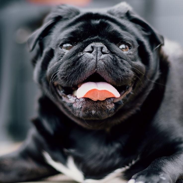 Portrait of Meera Singh meditation instructor